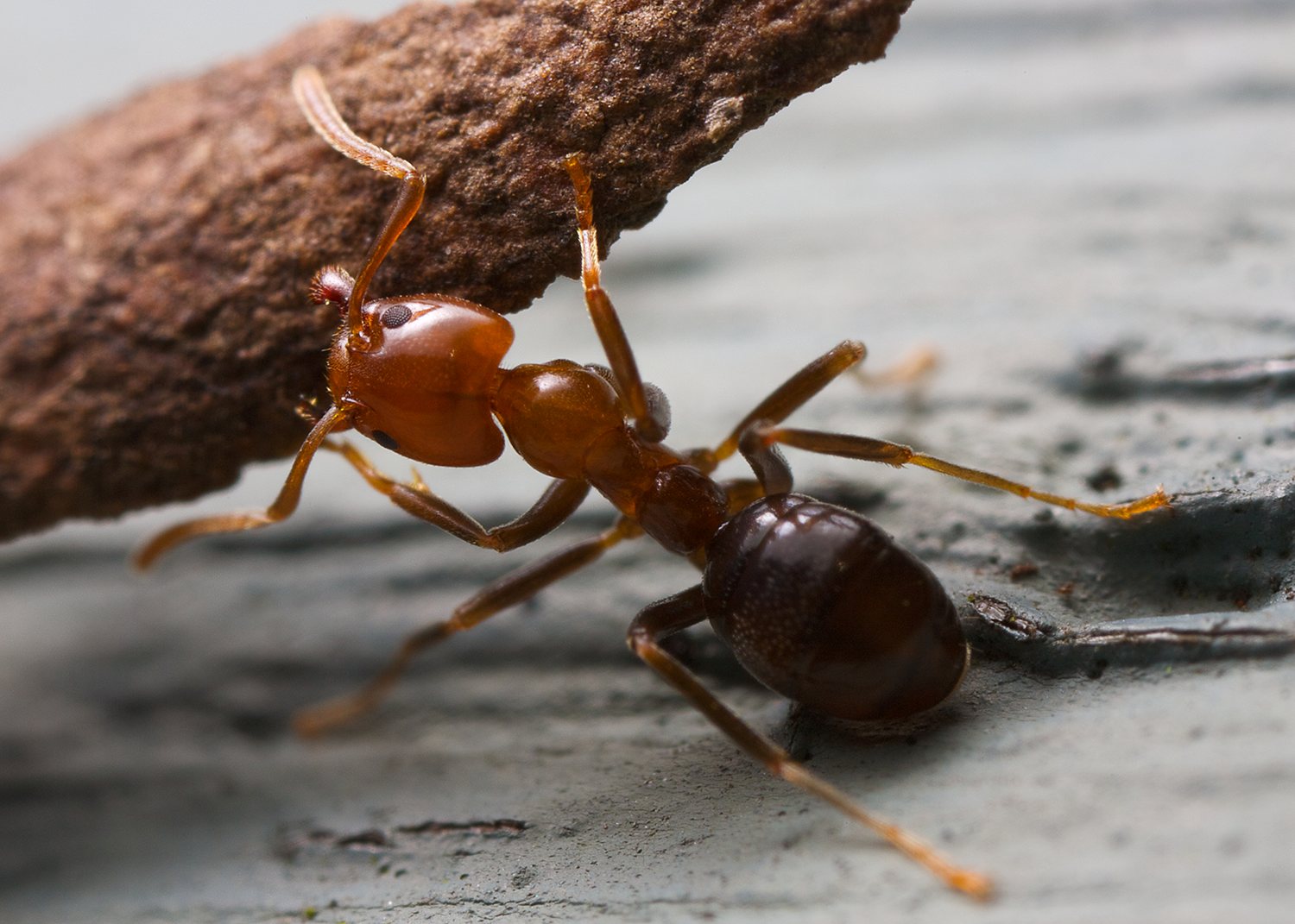Pavement Ants – A Common Household Pest