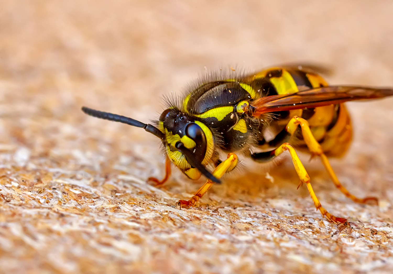 Hornets and Wasps – What’s the Difference?