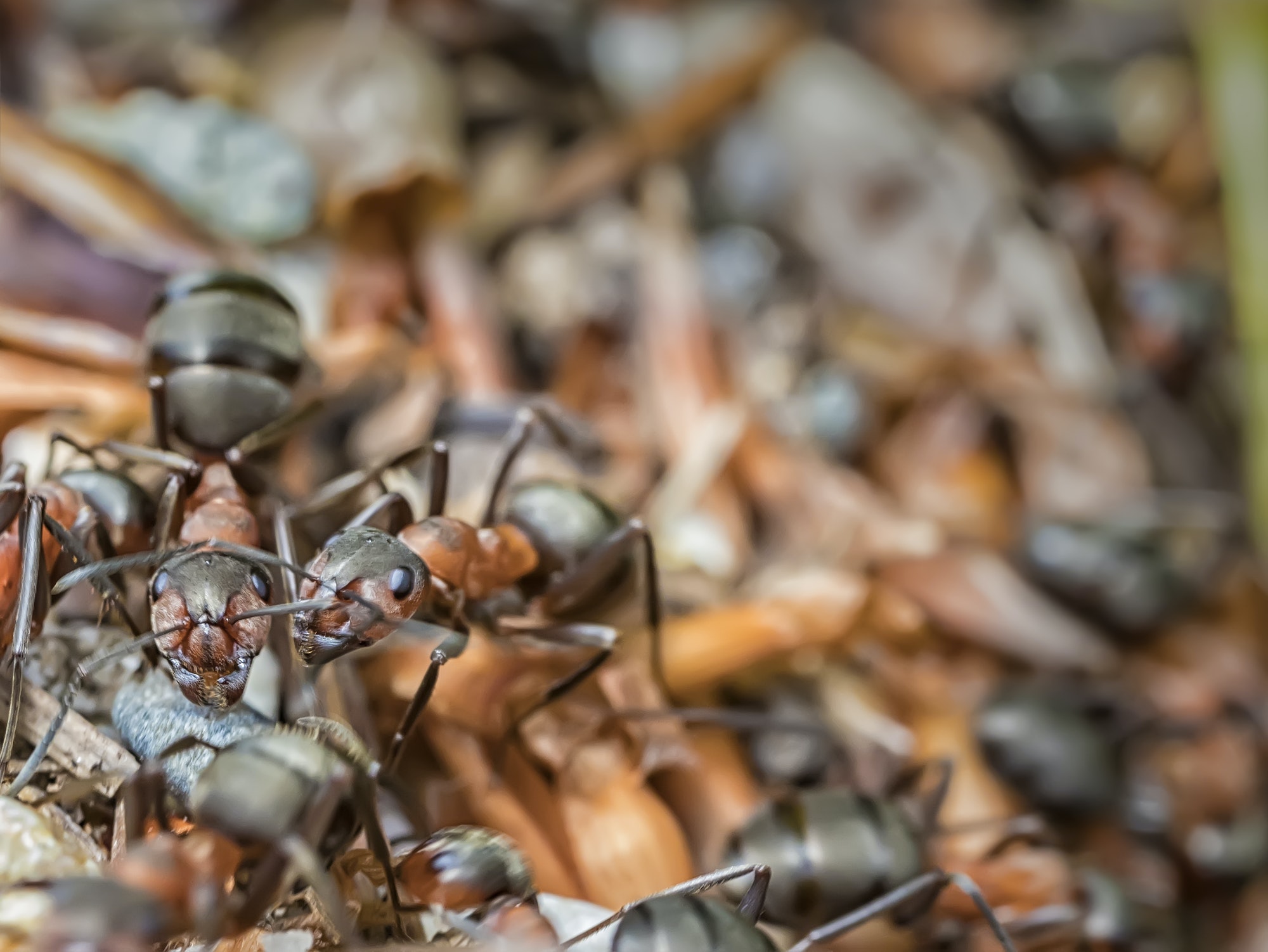 Carpenter Ants – House Guests You Don’t Want