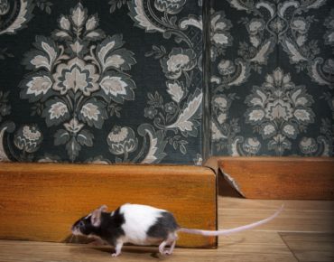 mouse walking in a luxury old-fashioned roon