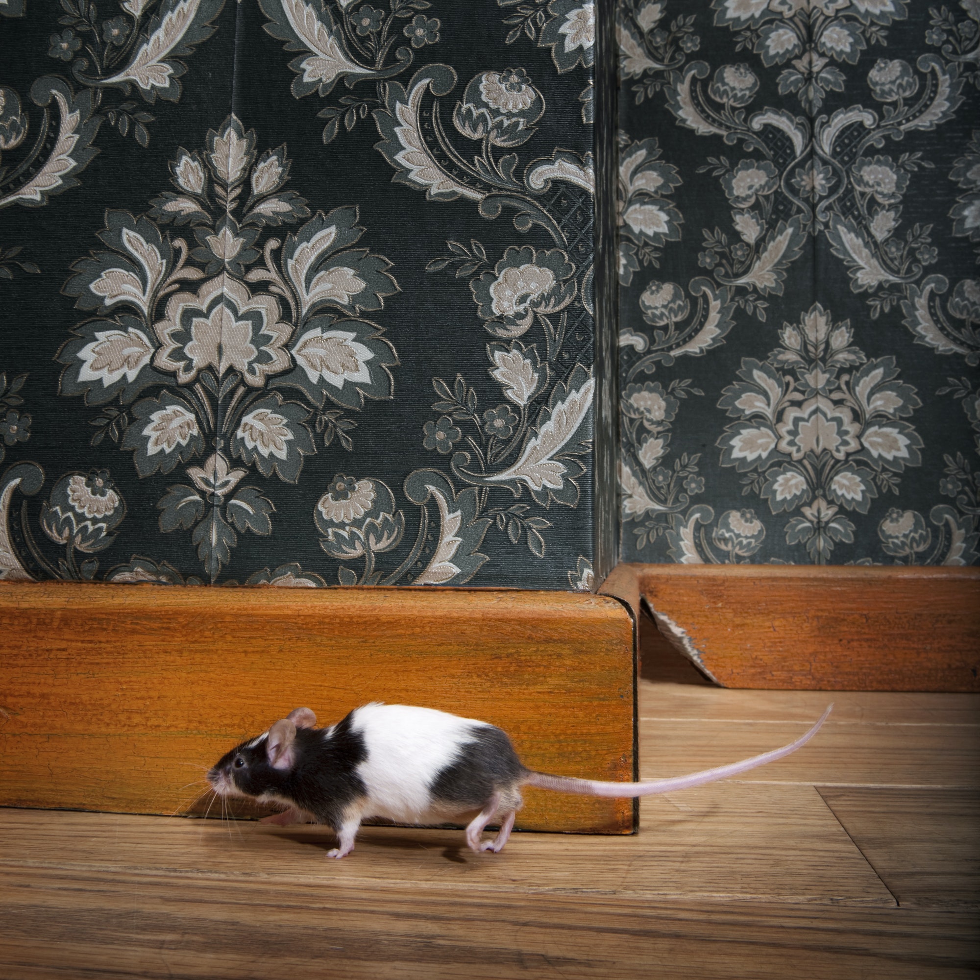 What are the Signs of a Mouse Infestation?