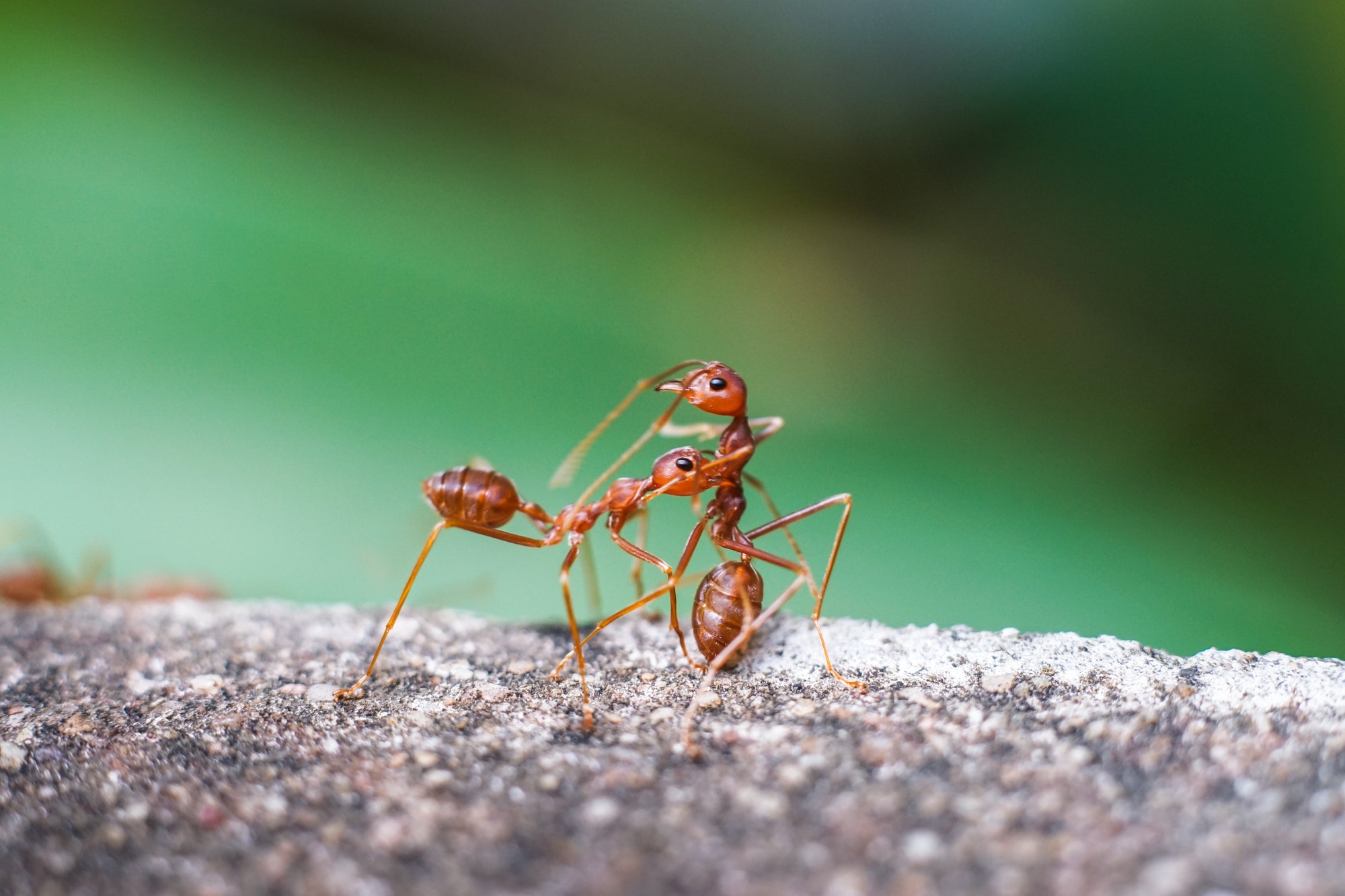 Fire Ants – Known for Being Mean