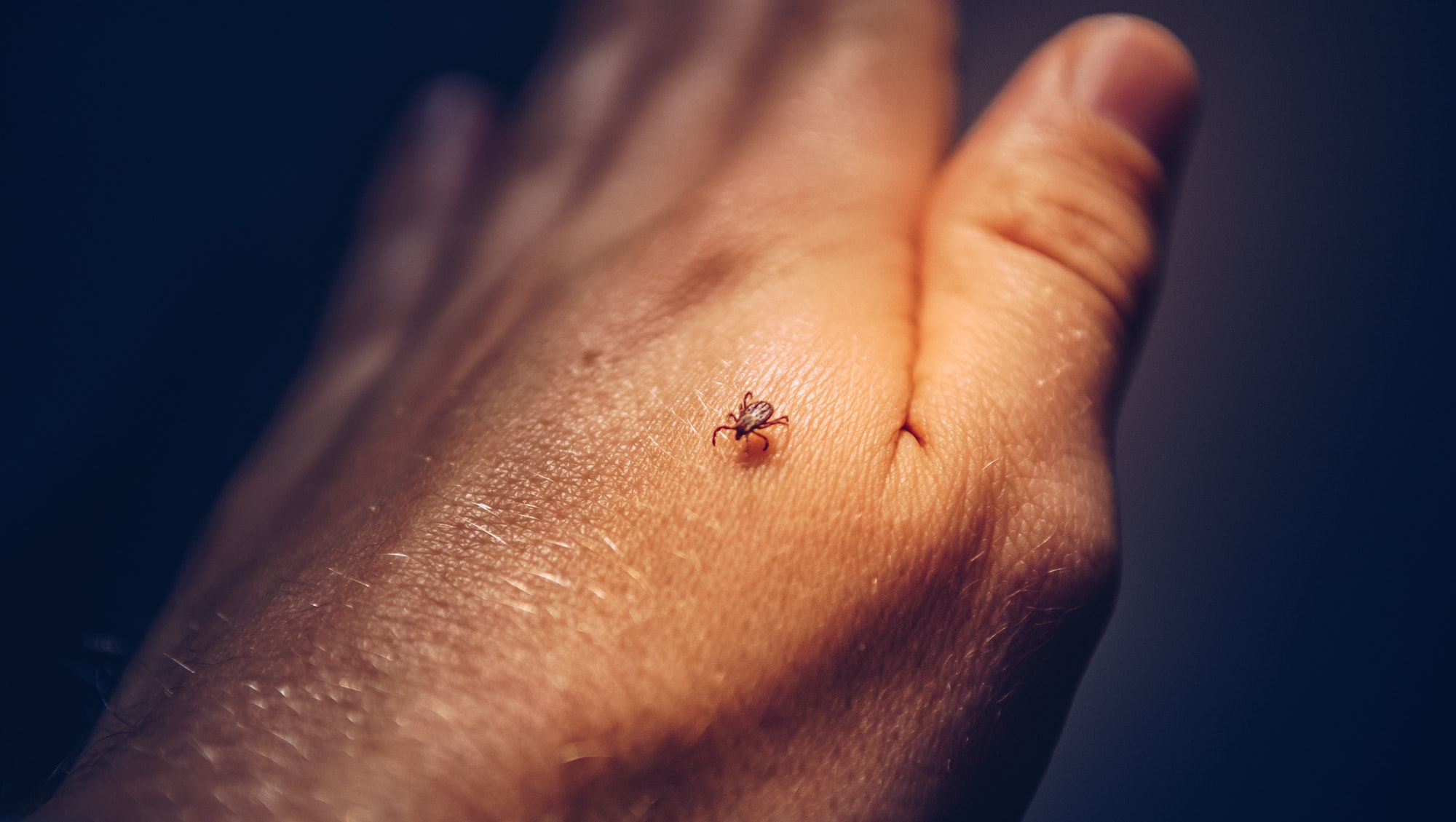 Ticks – Small Insects That Cause Big Problems