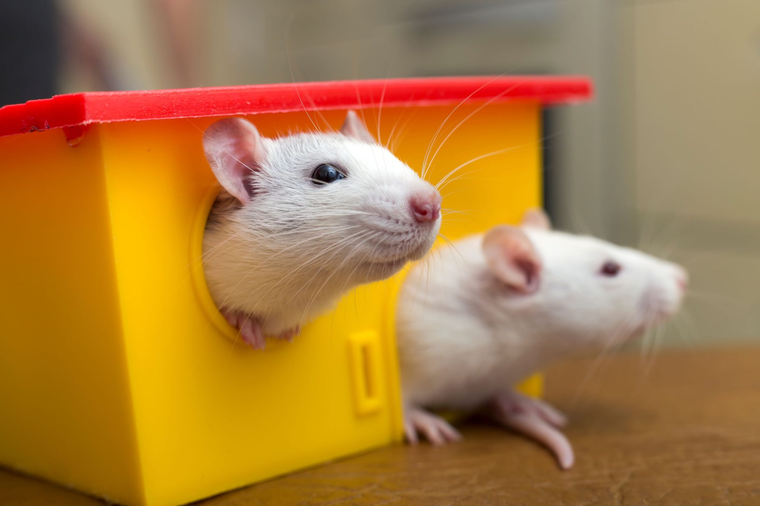 The Ultimate Guide to Rodent Prevention: Keeping Your Home Rodent-Free