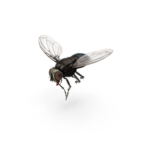 flies