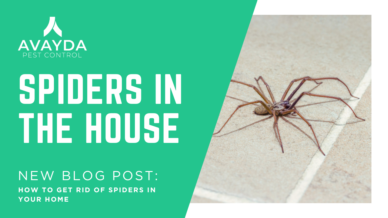 How to get rid of spiders in the house