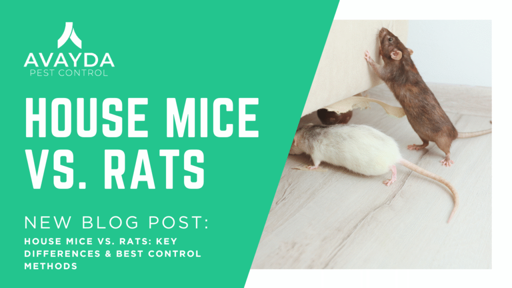 Rodent control. House mice vs. rats