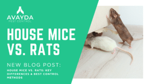 Rodent control. House mice vs. rats