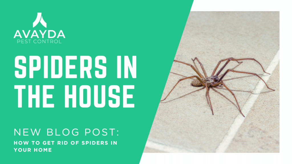 Spiders in the house