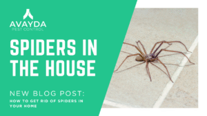Spiders in the house