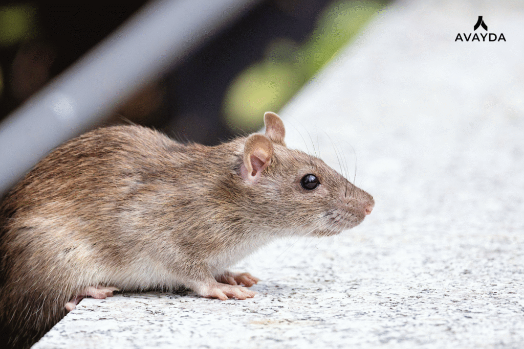 Rodent control. Rat on building