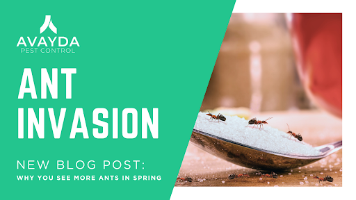 Ant Invasion