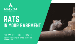 mice exterminator calgary