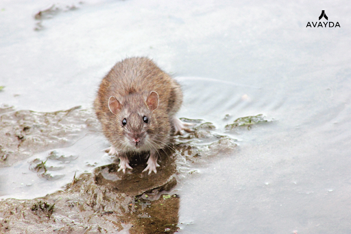 mice exterminator calgary