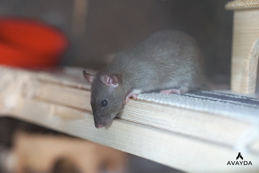 pest control calgary