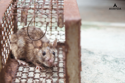 pest control vancouver bc