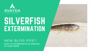 Silverfish Extermination