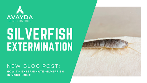 Silverfish Extermination