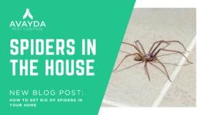 Spiders in the House