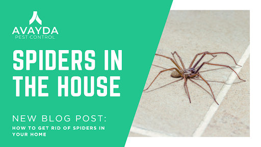 Spiders in the House