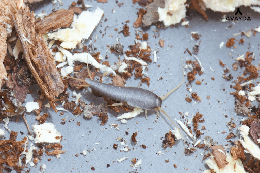 Why Silverfish Infestations Happen