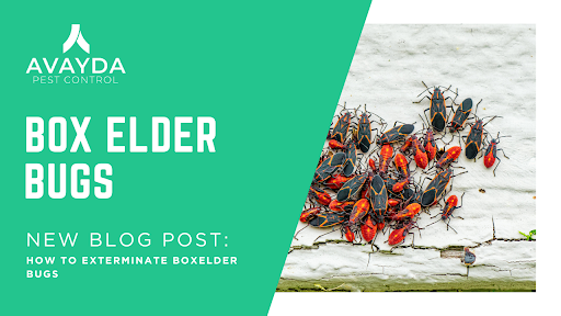 Boxelder Bugs