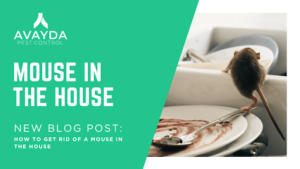 pest control calgary mice